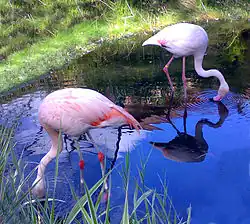Chileflamingo (næsten truet)