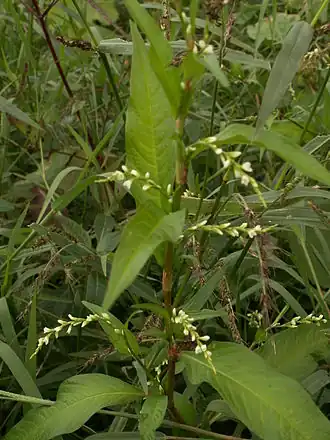Bidende pileurt (Persicaria hydropiper).
