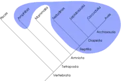 En polyfyletisk gruppe