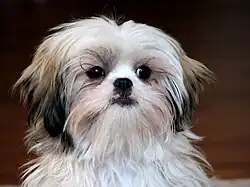 Ansigtet på en Shih tzu