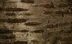 De tværgående bånd af korkporer ses hos alle arter af Prunus.