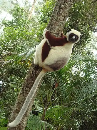 Propithecus coquereli