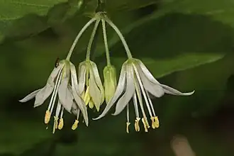 Prosartes hookeri i John B. Yeon State Scenic Corridor
