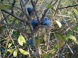Slåen bærer små "blommer".