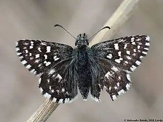 Spættet bredpande (Pyrgus malvae)    Pyrgus malvae