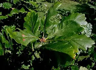 Vintereg med de typiske, nedløbende blade og de kegleformede, lyse knopper.