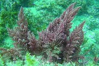 Rødalger er en af grupperne i Archaeplastida