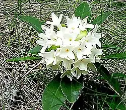 Balkandafne (Daphne blagayana)