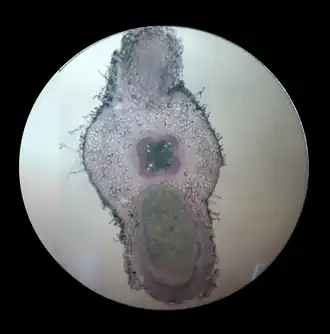 Knolddannelse hos en plante af ærteblomstfamilien.