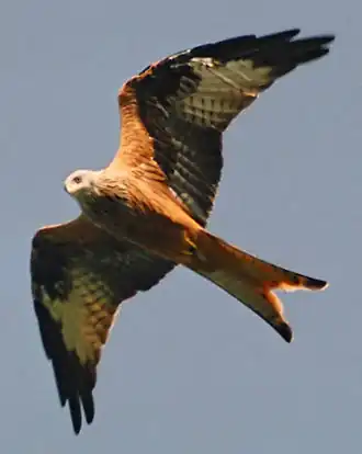 Rød glente (Milvus milvus) tilhører den store høgefamilie
