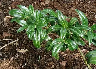 Sarcococca hookeriana