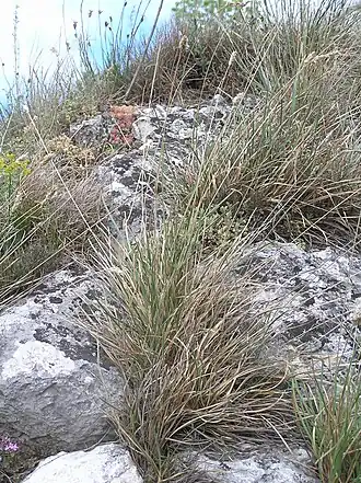 Kalkblåaks (Sesleria caerulea) Foto:&nbsp;Petr Filippov