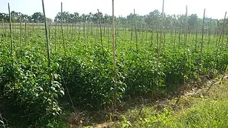 Mark, hvor meterbønne dyrkes