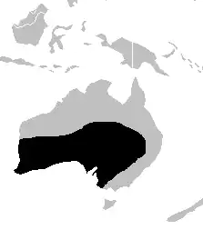 Tykhalet pungspidsmus' udbredelse