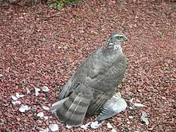 Spurvehøgehun har nedlagt en due i en belgisk by.