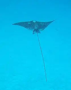 Blåplettet pilrokke