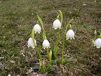 Dorotealilje (Leucojum vernum) i Steiermark.