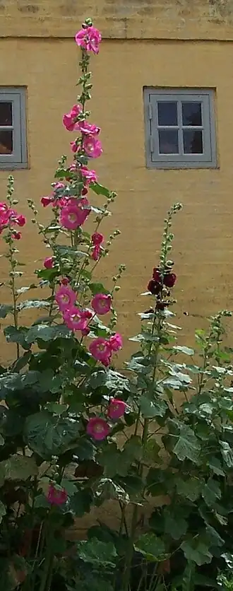 Havestokrose (Alcea rosea).