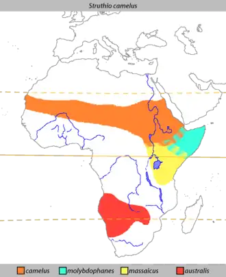 Fordelingen af de 4 underarterindenfor udbredelsesområdet.