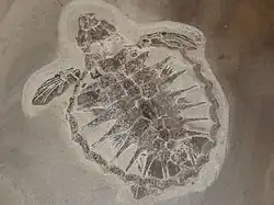 Hav skildpadde Tasbacka danica <komplet fossil baby hav skildpadde. Længde 10.5&nbsp;cm