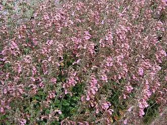 Ædel-Kortlæbe (Teucrium chamaedrys).