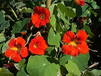 Blomsterkarse (Tropaeolum majus).