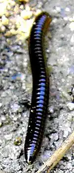 Billede af tusindben.