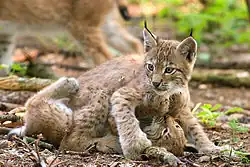 To loskillinger i legFoto: Bernard Landgraf