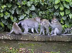 Fra "Monkey forest" ved byen Ubud på Bali.