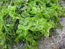 Havsalat (Ulva lactuca)