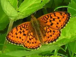 Engperlemorsommerfugl     Brenthis ino