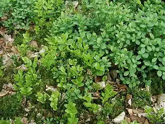 Tre arter af Bølle:ØH - Mose-Bølle. MV - Blåbær. NH - Tyttebær.