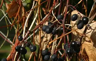 Amerikansk vin (Vitis labrusca) Foto:&nbsp;Sten Porse