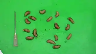 Larver af Gasterophilus haemorrhoidalis