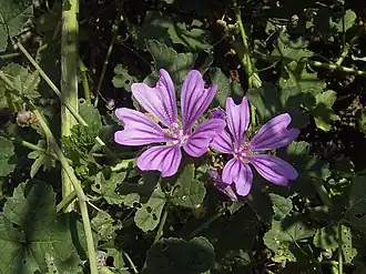Almindelig katost (Malva sylvestris)