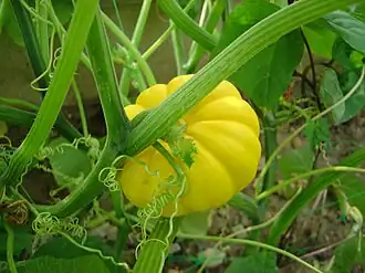 Gult græskar på planten græskar.