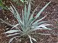 Yucca pallida.