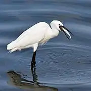 Fishing 3 - catching in bill, Muttukadu, India