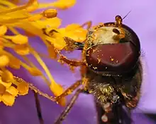 Close-up of the head of a male sitting on a flower of a grey-haired rockrose (Cistus incanus): The fly head has a diameter of 0.1 in (2.5&nbsp;mm).