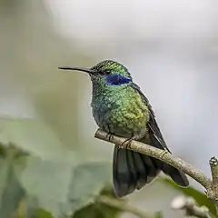 C. c. cyanotusColombia