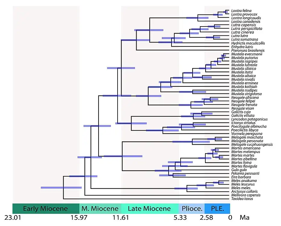 Time-calibrated tree of Mustelidae showing divergence times between lineages. Split times include: 28.8&nbsp;million years (Ma) for mustelids vs. procyonids; 17.8 Ma for Taxidiinae; 15.5 Ma for Mellivorinae; 14.8 Ma for Melinae; 14.0 Ma for Guloninae + Helictidinae; 11.5 Ma for Guloninae + Naquinae vs. Helictidinae; 12.0 Ma for Ictonychinae; 11.6 Ma for Lutrinae vs. Mustelinae.