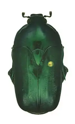 Poecilopharis samuelsoni  Holotype female
