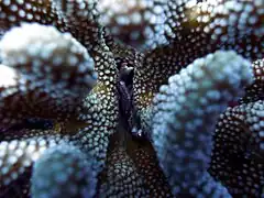 A red-spotted guard crab living in a cauliflower coral.