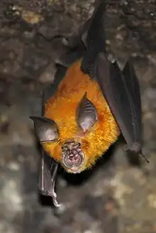 A photograph of a horseshoe bat hanging upside down from a rocky surface, with the photographer below the bat. It has shockingly bright orange fur, and dark gray wings, ears, and nose.